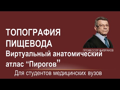 Видео: Топография пищевода. Наш "Пирогов"