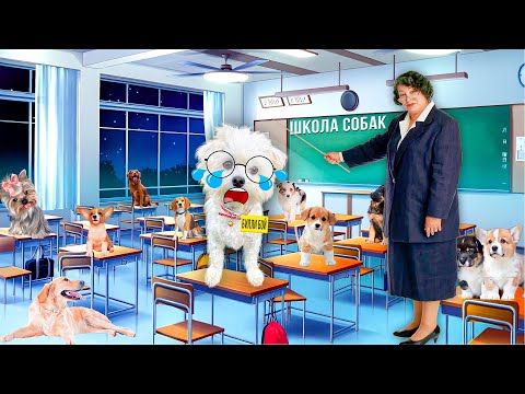 Видео: КОРОЧЕ ГОВОРЯ, ПЕРВЫЙ ДЕНЬ В ШКОЛЕ СОБАК ЩЕНКА БИЛЛИ! ПЁС ПОЛУЧИЛ ДВОЙКУ