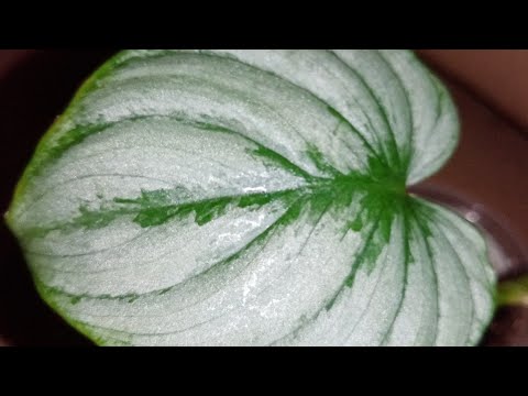 Видео: Филодендроны-малыши, которые куплены на наших выставках.