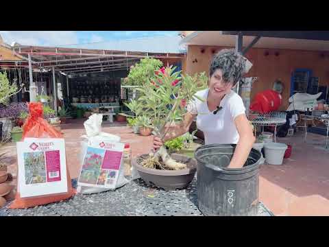 Видео: Пересадка пустынной розы