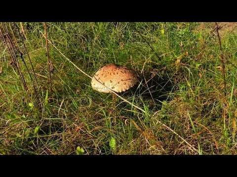 Видео: Урочище " Святина".