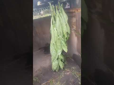 Видео: Останки tobacco.