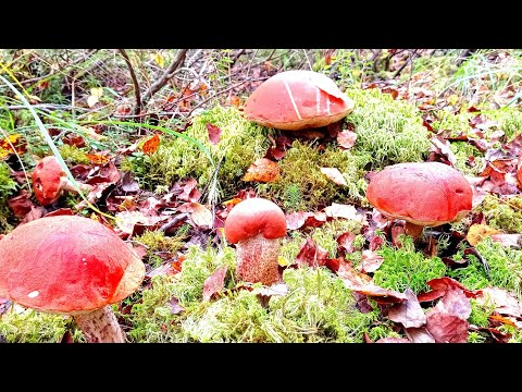 Видео: Нетронутые людьми места!