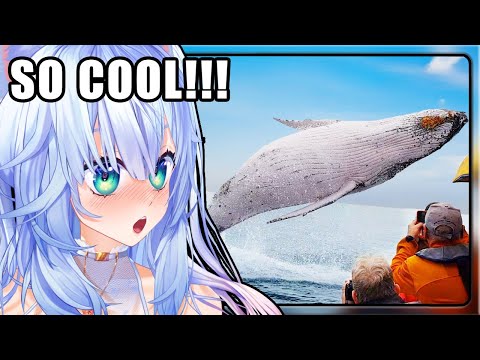 Видео: ЛУЧШИЕ ВСТРЕЧИ С ЖИВОТНЫМИ ВСЕХ ВРЕМЕН!!! | Реакция Мифую на ежедневную дозу интернета