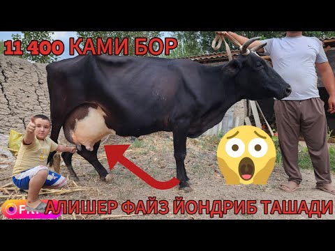 Видео: АЛИШЕР ФАЙЗДА БУНИ ХИЧКИМ КУТМУДИ ХАЛ ОЛИБ МАЗЗА КЛЙАПТИ ШУ АКА ХАМАДАН АРЗОН СОТЙАПТИ 