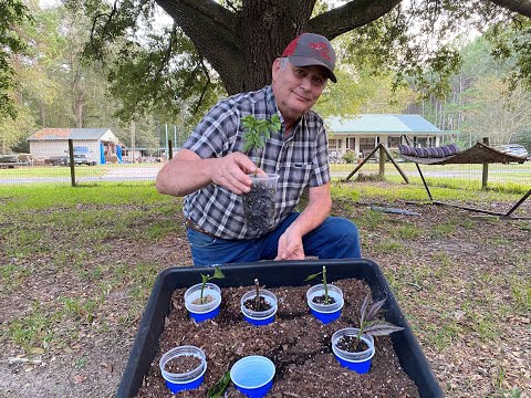 Видео: Укоренение черенков стало проще — как понять, что черенок укоренился!