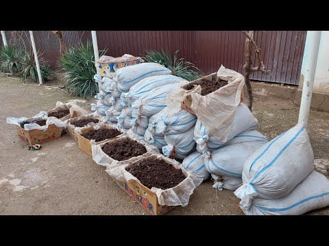 Видео: биогумус А.чоми 3 квадрад кирмак ва 1.5 тон биогумус