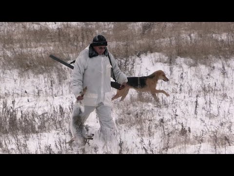 Видео: Охота на зайцев и лисиц с гончей собакой