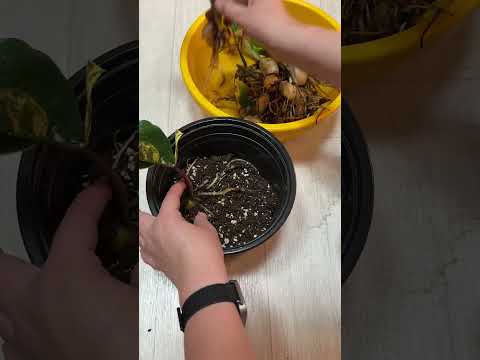 Видео: Теперь ЗАМИОКУЛЬКАС пересаживаю только так, растет как на дрожжах #plants #цветы