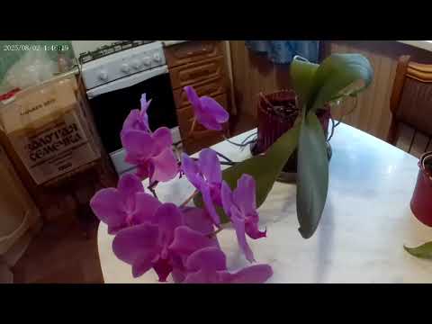 Видео: (82) Как орхидея отвечает на мои любовь и заботу #цветы #позитив #настроение