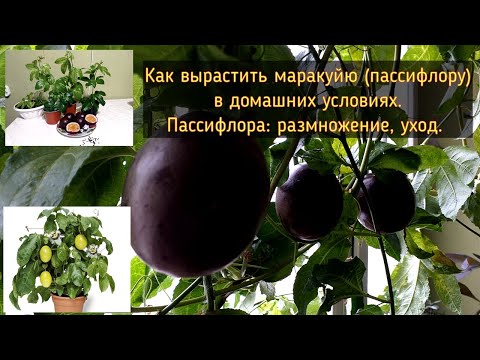 Видео: Как вырастить маракуйю (пассифлору) в домашних условиях. Пассифлора: размножение, уход.