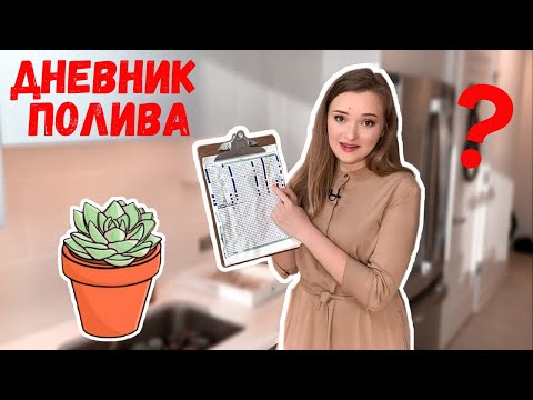 Видео: Как поливать суккуленты | Мой дневник полива