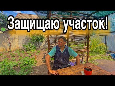 Видео: Очередной бой за участок: коты на заборе, грибок на дереве, руки в работе