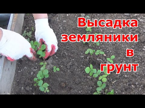 Видео: Высадка рассады земляники в открытый грунт. Соблюдайте расстояние между кустами для хорошего урожая