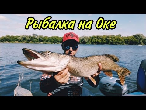 Видео: Незабываемая рыбалка на Оке. Ловля на спиннинг летом судака щуки. И ТУТ НАЧАЛАСЬ БОРЬБА.