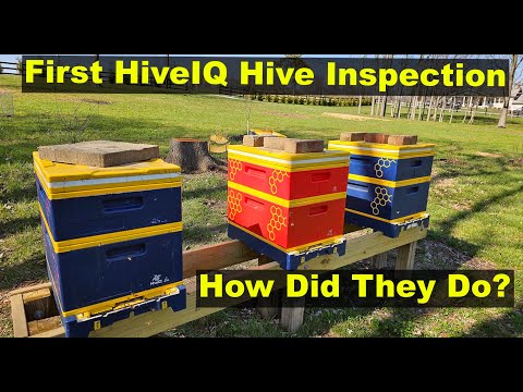 Видео: Первая проверка HIVE IQ. Как себя показали BEES?