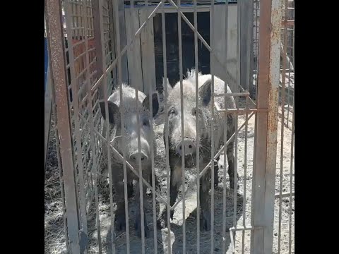 Видео: Обзор хозяйства. Баня из сруба Пруд Форель и карпы