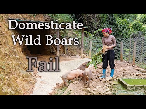 Видео: 120-дневный марафон: приручение диких кабанов — от диких кабанов до детенышей |  Off-Grid Journey
