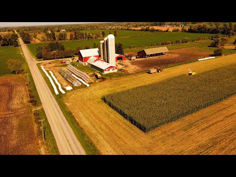 Видео: Продам излишки кукурузного силоса