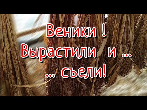 Видео: Вырастили веники. Применение веничного сорго в нашем хозяйстве.