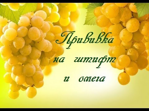 Видео: Прививка винограда на штифт и омега.