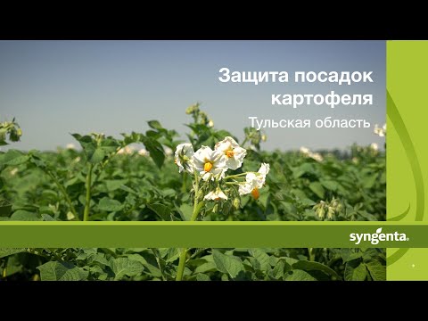 Видео: Защита посадок картофеля. Часть 1. Тульская область