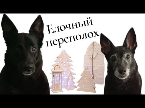 Видео: Догс патруль на кухне!