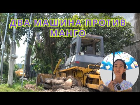 Видео: Два машина против манго / Two cars VS mango