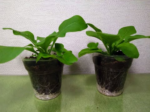 Видео: Ошеломительный рост! Петунии месяц, перевалка, состав почвы, подкормки!