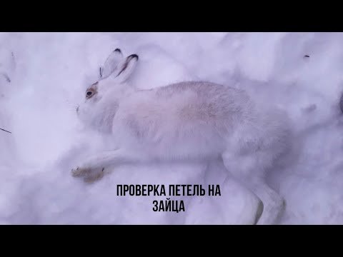 Видео: Проверка капканов на куницу 2022-2023 ПОСТАВИЛ ПЕТЛИ НА ЗАЙЦА УДАЧНО!