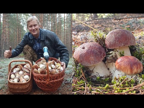Видео: ЕПОНАМАМА ! ХОЧЕШЬ СОСНОВЫЕ - ХОЧЕШЬ БЕРЁЗОВЫЕ ! БЕЛЫЕ ГРИБЫ ПРУТ В ДУРЬ ! Грибы 2021 !