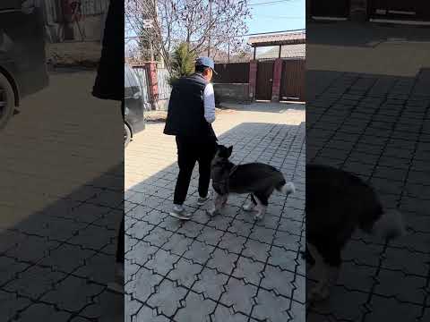 Видео: Хулиган ~ Акита.