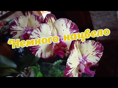 Видео: Немного нацвело