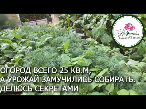 Видео: ОГРОМНЫЙ УРОЖАЙ С МАЛЕНЬКОГО ОГОРОДА: В ЧЕМ СЕКРЕТ