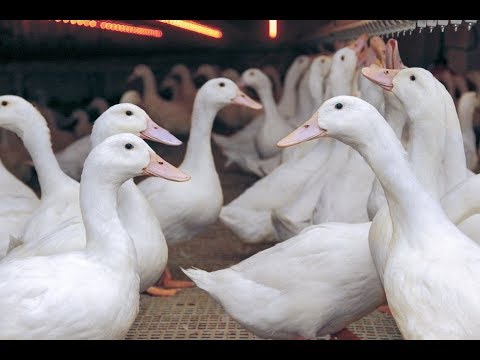 Видео: Утка: чем она лучше курицы и правда ли у неё красное мясо?