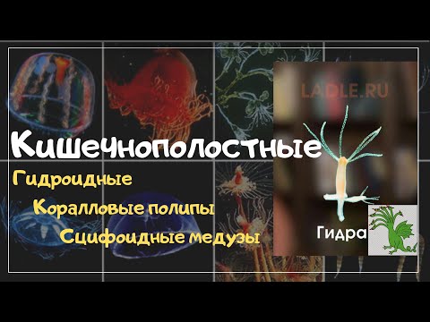 Видео: Тип Кишечнополостные. Биология 7 класс. Животные. Классы Сцифоидные медузы, Коралловые полипы, Гидра