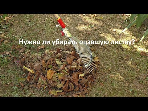 Видео: Убирать ли листву из под деревьев и кустарников
