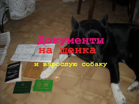 Видео: Документы на собаку / выбор щенка лайки