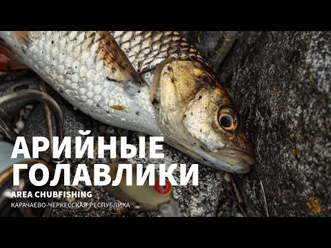 Видео: Ловля голавля в Карачаево-Черкессии.