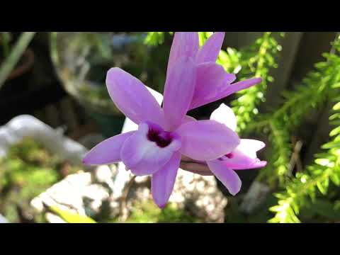 Видео: Laelia rubescens , моя коллекция Лаейлий