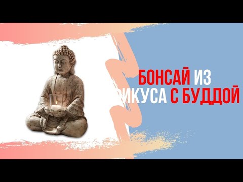Видео: Бонсай из фикуса тайгербарк и оплетенный корнями БУДДА!!