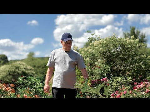 Видео: Як Ми Вирощували Троянди 🌹 | Сімейний Влог | Ми з Бахмута 