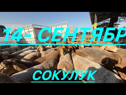 Видео: Кой базар сокулук мал базары 3/09/25