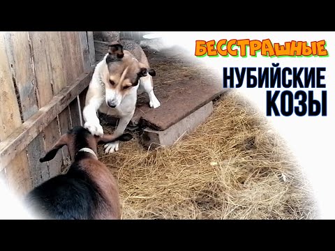 Видео: БЕССТРАШНЫЕ КОЗЫ | ОСЕННЯЯ ПРОГУЛКА С КОЗАМИ