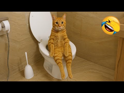 Видео: Эти смешные животные рассмешат вас до слёз! 😅