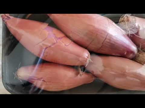 Видео: Настоящий лук шалот (обзор)