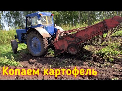 Видео: Незаменимая штука в деревне. копаем картошку. Картофелекопалка💪для трактора МТЗ.