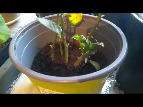 Видео: Как полить черенки Роз.