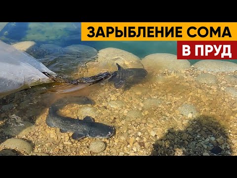 Видео: СОМ. Запускаю в пруд | Для чего СОМ в пруду? | Съесть лягушек, подрастет и будет интересная рыбалка.