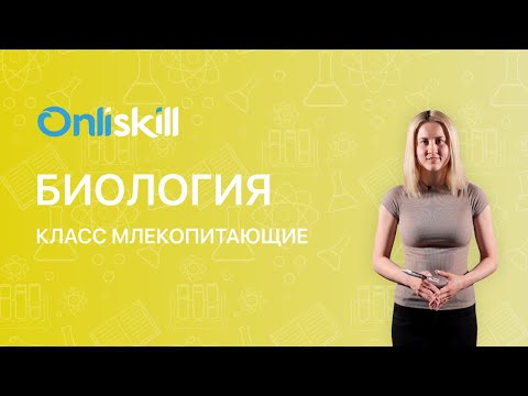 Видео: Биология 7 класс: Класс Млекопитающие